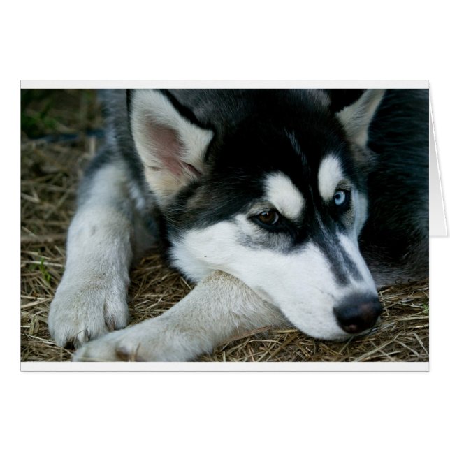 Husky Dog (Anverso (Horizontal))
