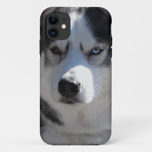 Husky Dog iPhone Cases Fundas de Husky Malamute