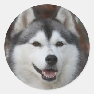 Husky Dog Pegatina