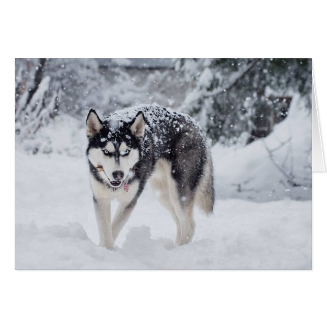 Husky en la nieve (Anverso (Horizontal))