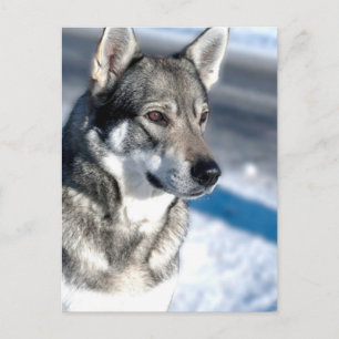 Husky en la tarjeta postal de nieve