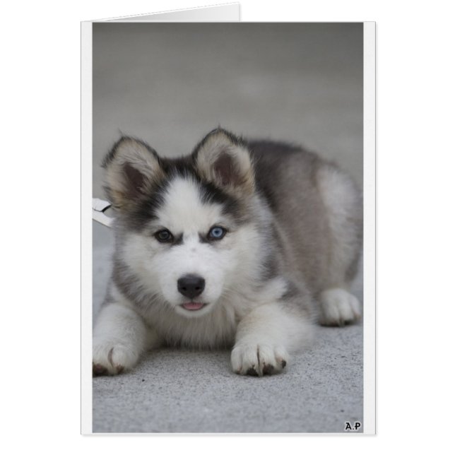 Husky Puppy (Frente)