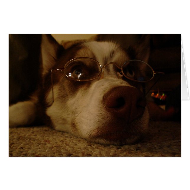 Husky siberiano (5) (Anverso (Horizontal))