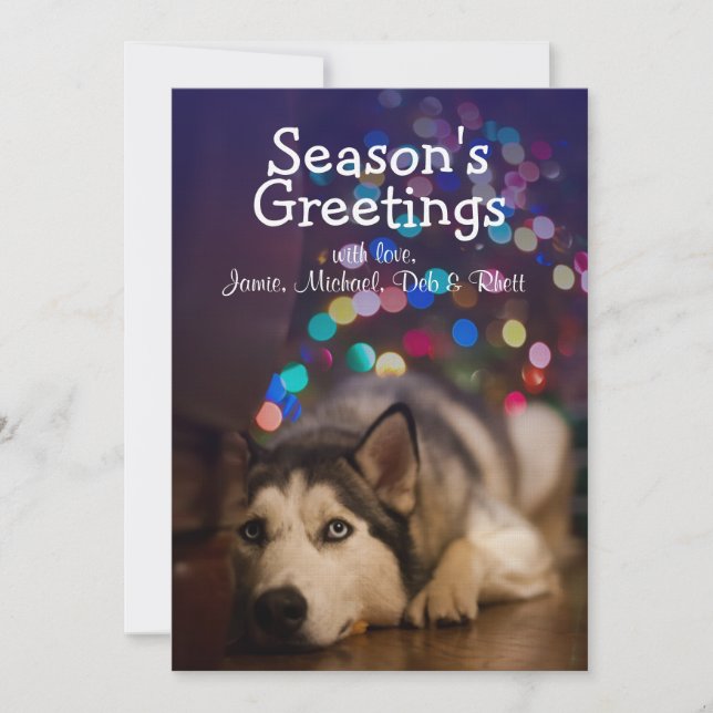 Husky siberiano tendiendo su juguete favorito (Anverso)