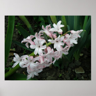 Hyacinin en la impresión en flor