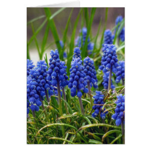 Hyacinth de uva
