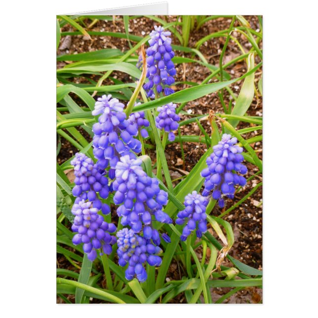 Hyacinth de uva (Frente)