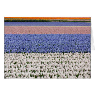 Hyacinth Field