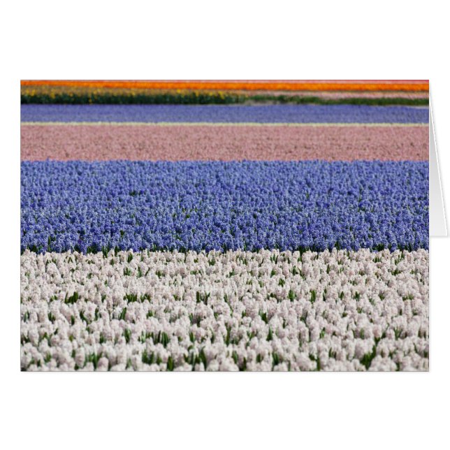 Hyacinth Field (Anverso (Horizontal))