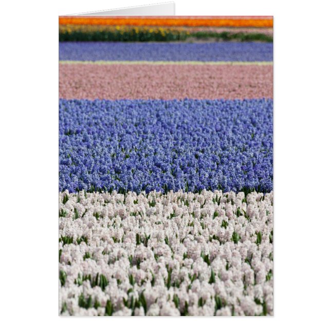 Hyacinth Field (Frente)