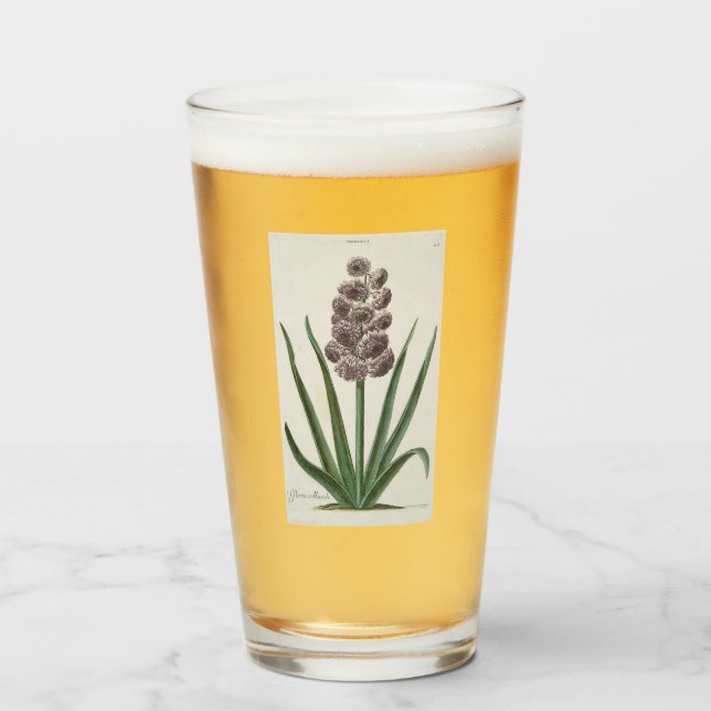 Hyacinth Flower (por Johann Michael Seligmann) (Anverso (lleno))