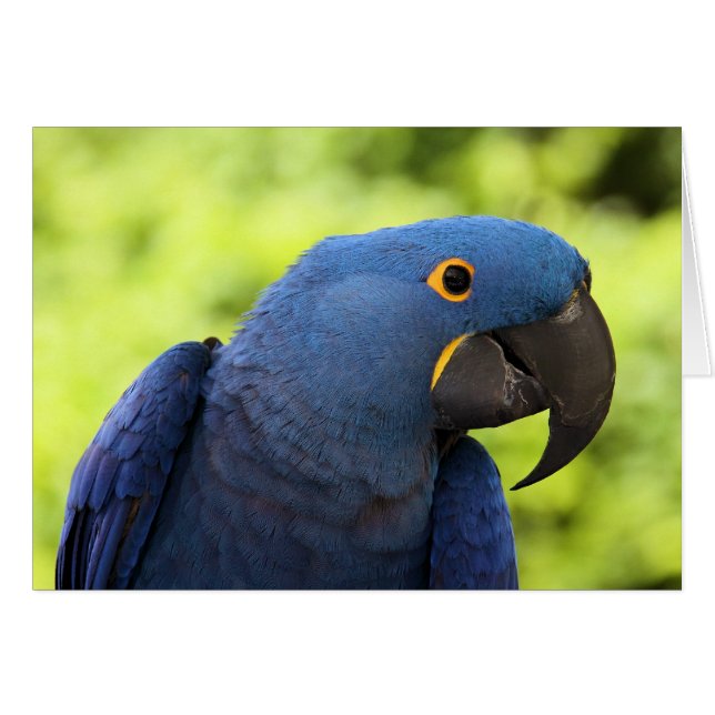 Hyacinth Macaw (Anverso (Horizontal))