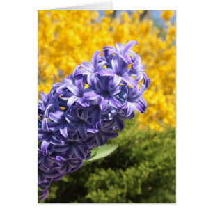 Hyacinth y Forsythia