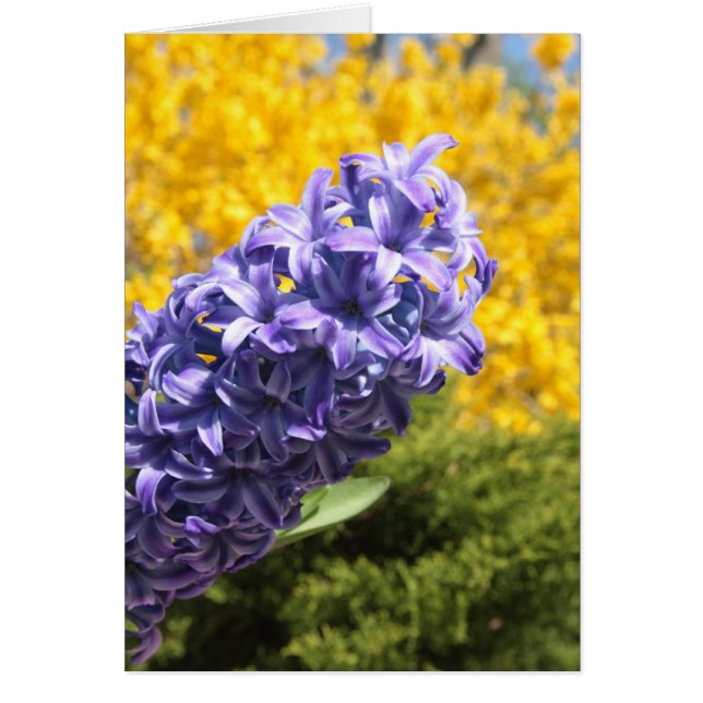 Hyacinth y Forsythia (Frente)