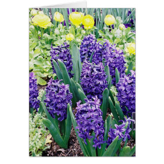 Hyacinths y Tulipanes Africanos