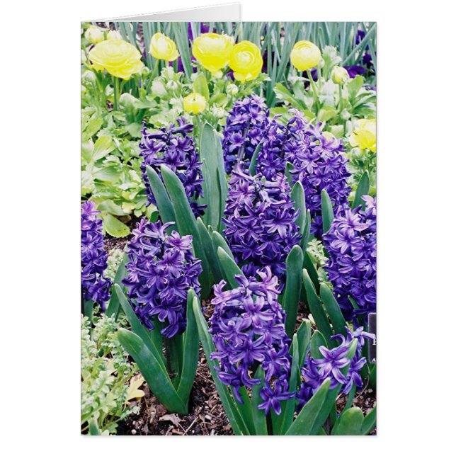 Hyacinths y Tulipanes Africanos (Frente)