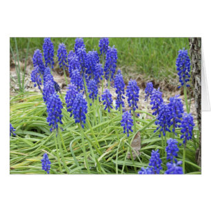 Hyacintos de uva