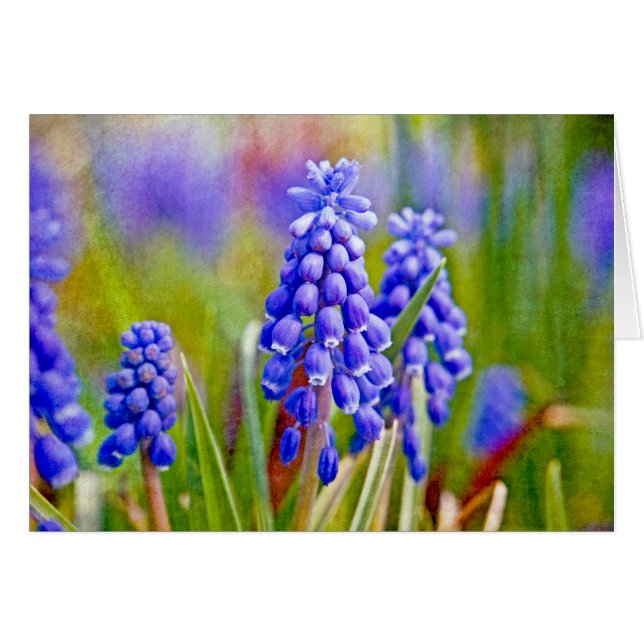 Hyacintos de uva (Anverso (Horizontal))