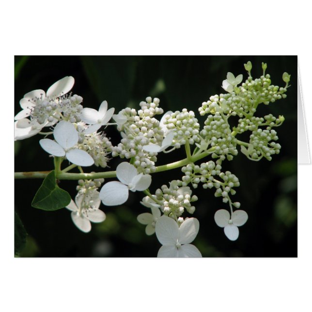 Hydrangea (Anverso (Horizontal))