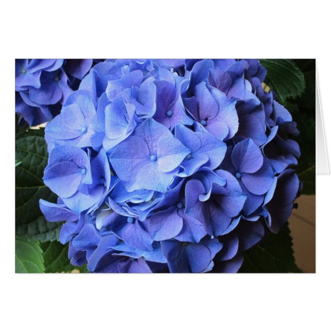 Hydrangea (Anverso (Horizontal))