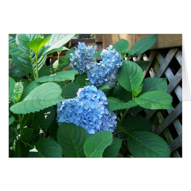 Hydrangea azul (Anverso (Horizontal))