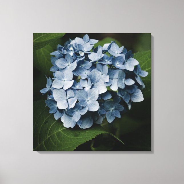 Hydrangea Azul 8515 Lienzo Envuelt (Anverso)