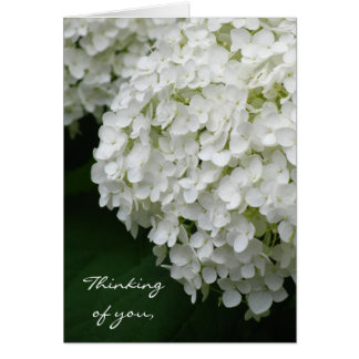 Hydrangea blanca