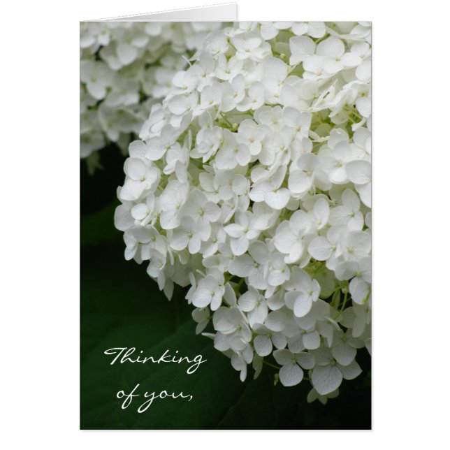 Hydrangea blanca (Frente)