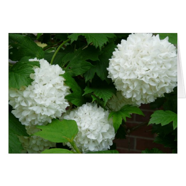Hydrangea Blanca Annabelle Flor Plage Floral (Anverso (Horizontal))