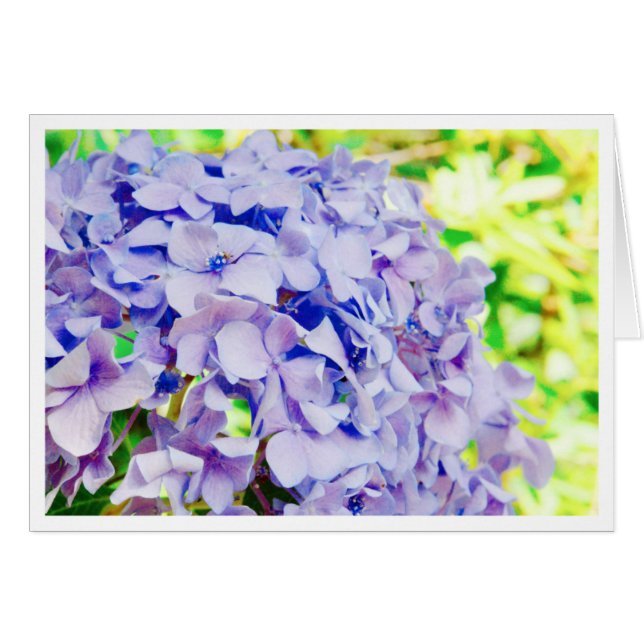 Hydrangea brillante del verano (Anverso (Horizontal))