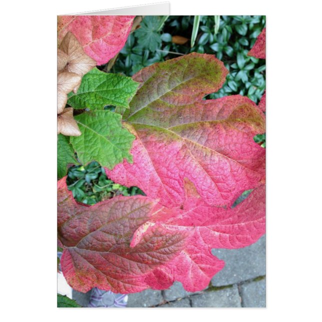 Hydrangea de Oakleaf (Frente)