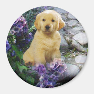 Hydrangea del imán del golden retriever