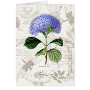 Hydrangea del vintage