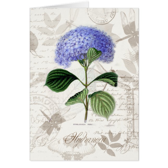 Hydrangea del vintage (Frente)