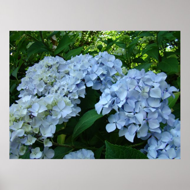 Hydrangea Flor Jardín arte imprime Blue Hydrangeas (Frente)