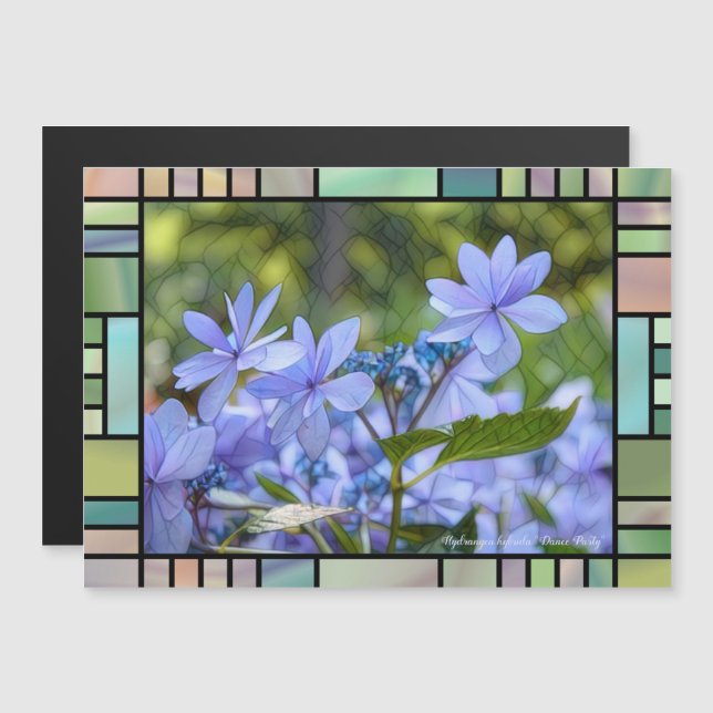 Hydrangea hybrida "Fiesta de danza" [Magnet Card] (Anverso/Reverso)
