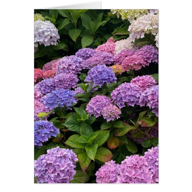 Hydrangea Photograph (Frente)