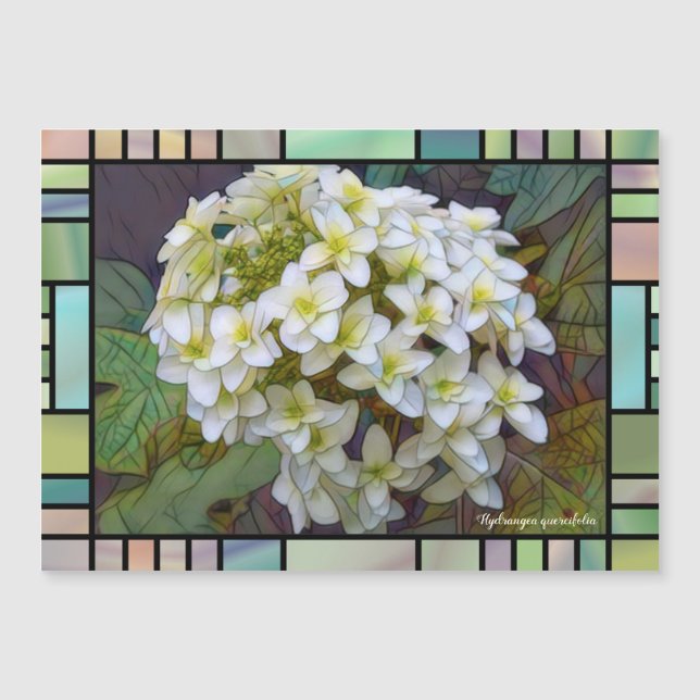 Hydrangea quercifolia [Magnet Card] (Anverso)