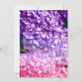 Hydrangea Rainbow