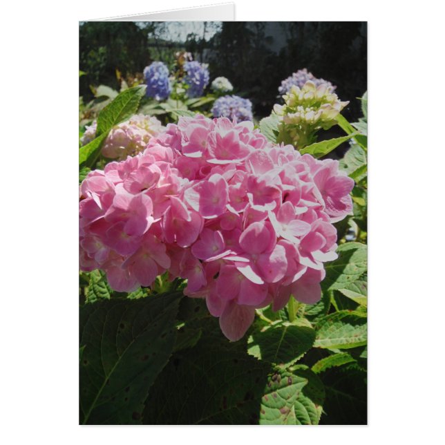 Hydrangea rosa (Frente)