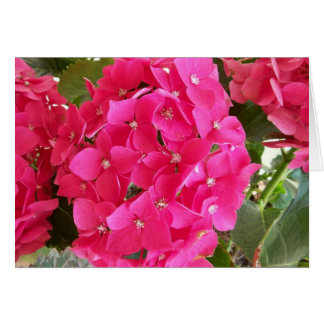 Hydrangea rosa