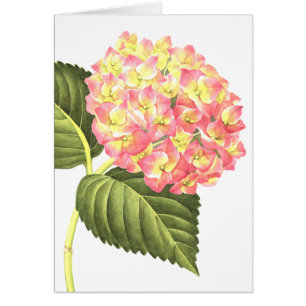 Hydrangea rosado