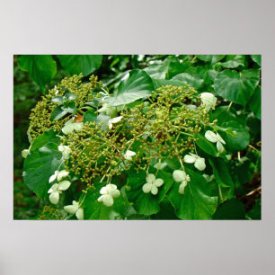 Hydrangea Trepadora Blanca - Póster