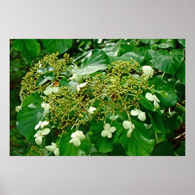 Hydrangea Trepadora Blanca - Póster (Frente)