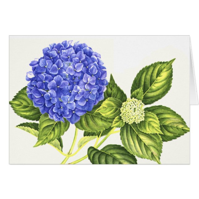 Hydrangea y brote azules (Anverso (Horizontal))