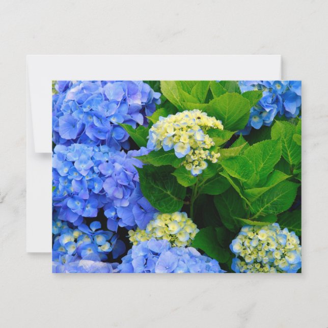 Hydrangeas (Anverso)
