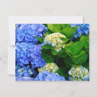 Hydrangeas