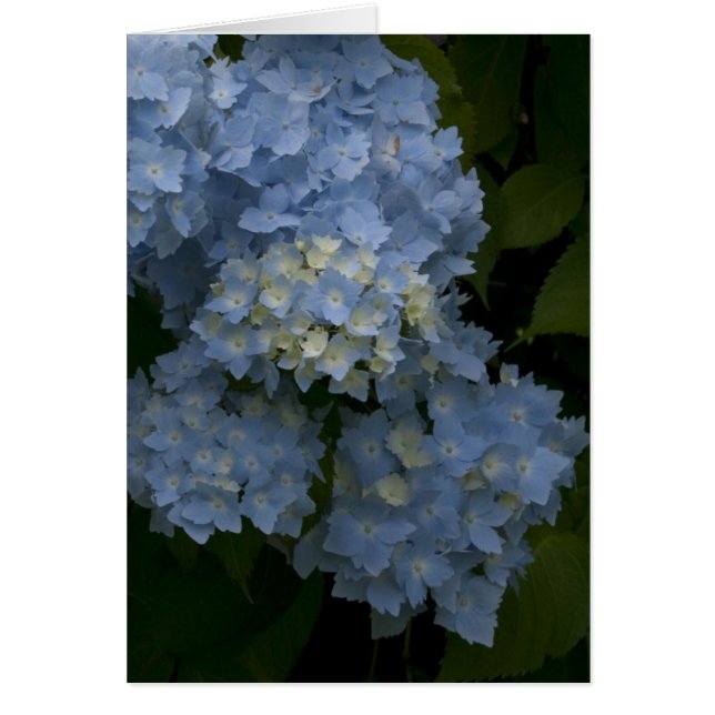 Hydrangeas (Frente)