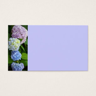 Hydrangeas