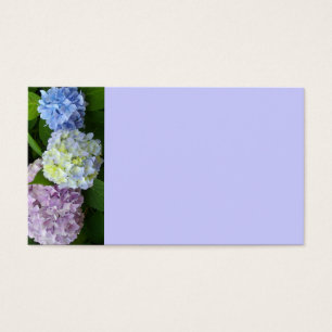 Hydrangeas